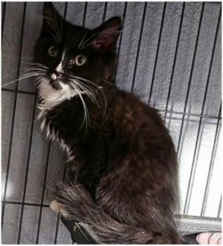 Left Sock -  Domestic Long Hair Cat for Adoption in Eugene, Oregon - Left Sock | PetCurious