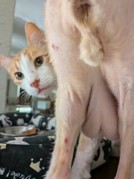 Rescue Domestic Short Hair Cats for Adoption in San Antonio, Texas - Ducky | PetCurious