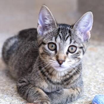 Diego -  Domestic Short Hair Cat for Adoption in Pontiac, Michigan - Diego | PetCurious