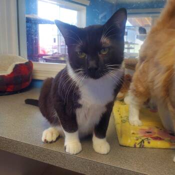 Domestic Short Hair Cats Available for Adoption in Polson, Montana - Palanquin | PetCurious