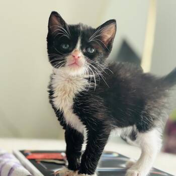 Domestic Short Hair Cats Available for Adoption - Drogo | PetCurious