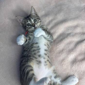 Tulip -  Domestic Short Hair Cat for Adoption in San Antonio, Texas - Tulip | PetCurious