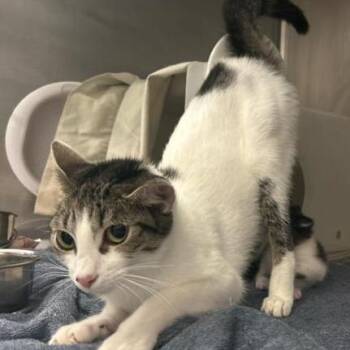 Anaya -  Domestic Short Hair Cat for Adoption in Jupiter, Florida - Anaya | PetCurious