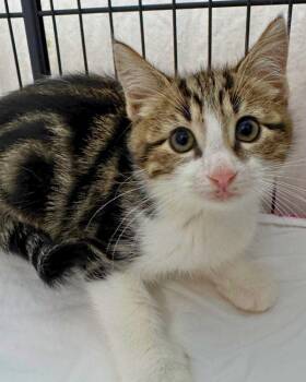 Lombard -  Domestic Short Hair Cat for Adoption in Novato, California - Lombard | PetCurious