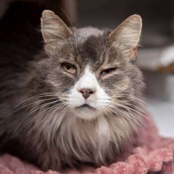 Rescue Domestic Short Hair Cats for Adoption in Salt Lake City, Utah - Rob Zombie | PetCurious