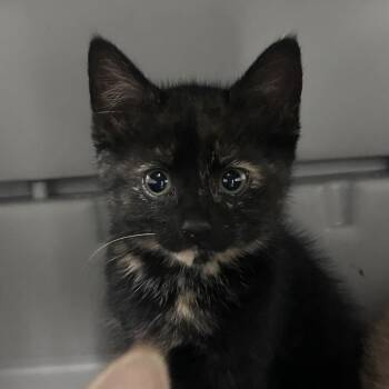 Elaina -  Domestic Short Hair Cat for Adoption in Philadelphia, Pennsylvania - Elaina | PetCurious