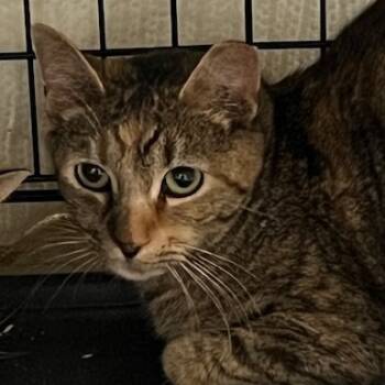 Rescue Domestic Short Hair Cats for Adoption in Cumming, Georgia - Nelly | PetCurious