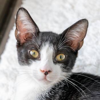 Pharaoh -  Domestic Short Hair Cat for Adoption in Reston, Virginia - Pharaoh | PetCurious