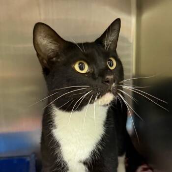 Domestic Short Hair Cats Available for Adoption in Bentonville, Arkansas - Oreo Ball | PetCurious