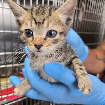 Macho Nacho -  Domestic Short Hair Cat for Adoption in Newark, New Jersey - Macho Nacho | PetCurious