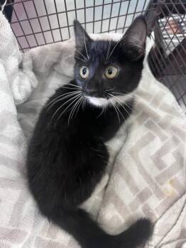 BUTLER -  Domestic Short Hair Cat for Adoption in San Bernardino, California - BUTLER | PetCurious