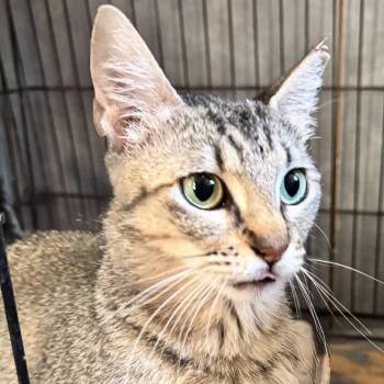 Laila -  Tabby Cat Available for Adoption - Laila | PetCurious