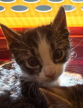 Purrberry -  Domestic Short Hair Cat for Adoption in Pomona, New York - Purrberry | PetCurious