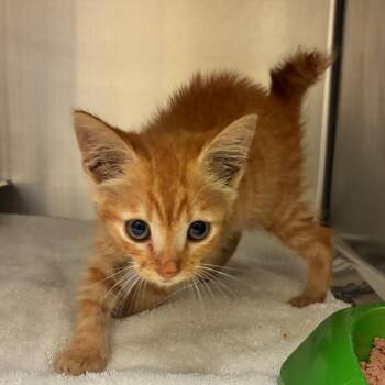 Clumsy Secretary -  Domestic Short Hair Cat for Adoption in Columbus, Georgia - Clumsy Secretary | PetCurious
