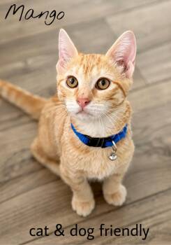 Mango Willow Grove PA Area 07/28/2026 - 7 -  Tabby and Domestic Short Hair Cat for Adoption in Greenville, Delaware - Mango Willow Grove PA Area 07/28/2026 - 7 | PetCurious