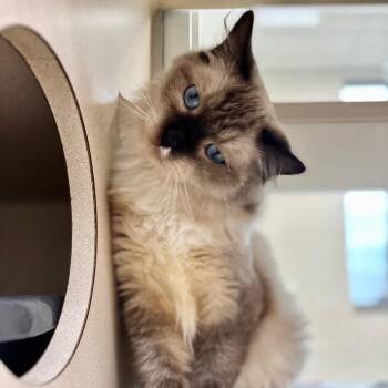 Domestic Medium Hair and Snowshoe Cats Available for Adoption - Tiramisu | PetCurious