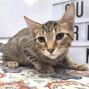 Josh -  American Shorthair Cat for Adoption in Fort Wayne, Indiana - Josh | PetCurious