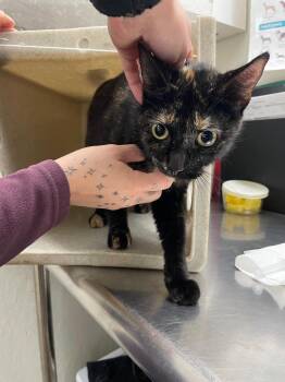 Domestic Short Hair Cats Available for Adoption - Lillith | PetCurious