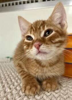 Domestic Short Hair Cats Available for Adoption in San Francisco, California - TROY | PetCurious