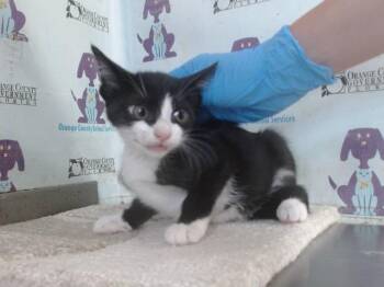 Domestic Short Hair Cats Available for Adoption in Orlando, Florida - CHERRY | PetCurious