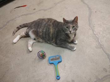 Princess Pudge -  Domestic Short Hair Cat for Adoption in Grand Forks, North Dakota - Princess Pudge | PetCurious