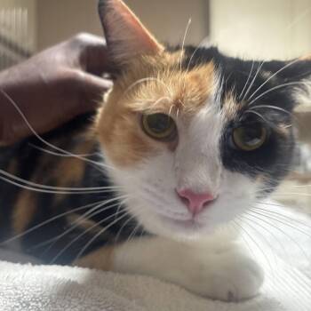 Angel Baby -  Domestic Short Hair Cat for Adoption in Dallas, Texas - Angel Baby | PetCurious