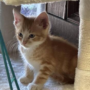 Sunny -  Domestic Short Hair Cat for Adoption in Houston, Texas - Sunny | PetCurious