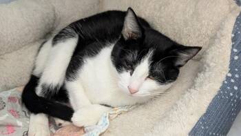 Domestic Short Hair Cats Available for Adoption - Miss Curious | PetCurious