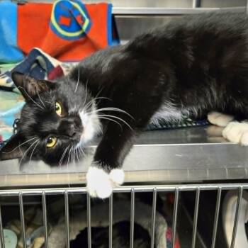 Hector -  Domestic Short Hair Cat for Adoption in Watertown, Wisconsin - Hector | PetCurious