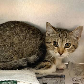 Oyuki -  Domestic Short Hair Cat for Adoption in Auburn, Alabama - Oyuki | PetCurious