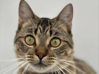 Betty -  Domestic Short Hair Cat Available for Adoption in Portland, Oregon - Betty | PetCurious