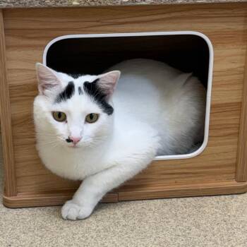 Otho -  Domestic Short Hair Cat for Adoption in Naperville, Illinois - Otho | PetCurious