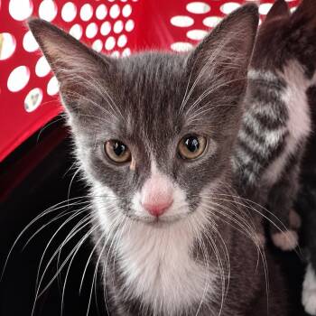 Here You Come Again -  Domestic Medium Hair Cat for Adoption in Boerne, Texas - Here You Come Again | PetCurious