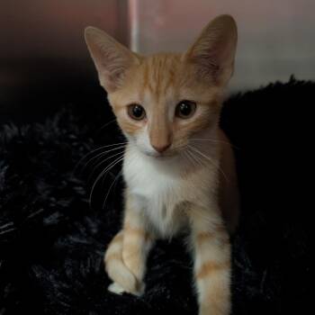 Bugatti -  Domestic Short Hair Cat for Adoption in Titusville, Florida - Bugatti | PetCurious