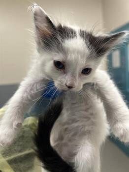 COCOMELON -  Domestic Short Hair Cat for Adoption in Las Vegas, Nevada - COCOMELON | PetCurious