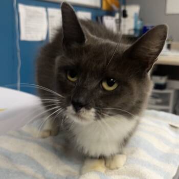 Rescue Domestic Medium Hair Cats for Adoption in Vineland, New Jersey - Delilah | PetCurious