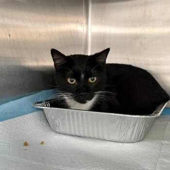 Mumford -  Domestic Short Hair Cat for Adoption in Fort Worth, Texas - Mumford | PetCurious