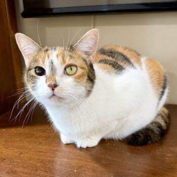 Calico and Domestic Short Hair Cats Available for Adoption - Moo Moo | PetCurious