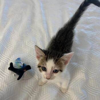 Fizzi -  Domestic Short Hair Cat for Adoption in Ashland, Virginia - Fizzi | PetCurious