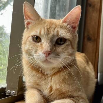 Rescue Tabby Cats for Adoption in Bethel, Connecticut - Savannah | PetCurious