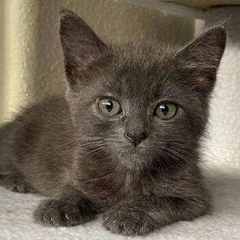 Fuji -  Domestic Medium Hair Cat for Adoption in Riverside, California - Fuji | PetCurious