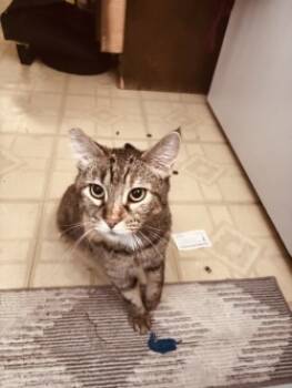 Rescue Domestic Short Hair Cats for Adoption in El Paso, Texas - Kitty | PetCurious