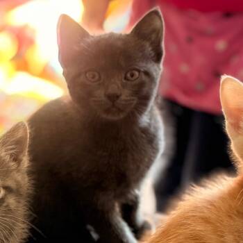 Rescue Domestic Short Hair Cats for Adoption in League City, Texas - Pumpkin | PetCurious