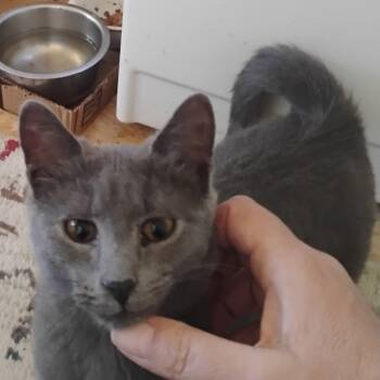 Rescue Domestic Short Hair Cats for Adoption in Brevard, North Carolina - Margot | PetCurious