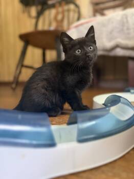 Fred -  Domestic Short Hair Cat for Adoption in Bethel Park, Pennsylvania - Fred | PetCurious