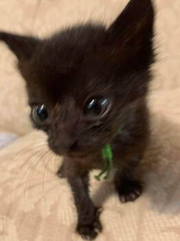 Tamar -  Domestic Short Hair Cat for Adoption in Oviedo, Florida - Tamar | PetCurious