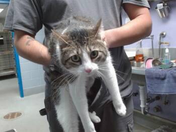 Domestic Short Hair Cats Available for Adoption in Albuquerque, New Mexico - ROSEANNE | PetCurious