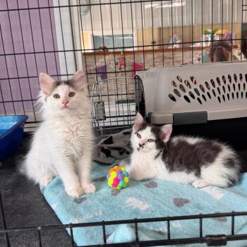 Cool Ranch -  Domestic Long Hair Cat for Adoption in Mondovi, Wisconsin - Cool Ranch | PetCurious