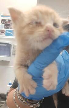 Rescue Domestic Short Hair Cats for Adoption in Gastonia, North Carolina - Snail | PetCurious