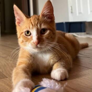 Uber Trooper -  Domestic Short Hair Cat for Adoption in Fredericksburg, Virginia - Uber Trooper | PetCurious